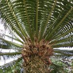 Photo of the Eastern Cape Giant Cycad (Encephalartos altensteinii) from the UConn Botanical Conservatory