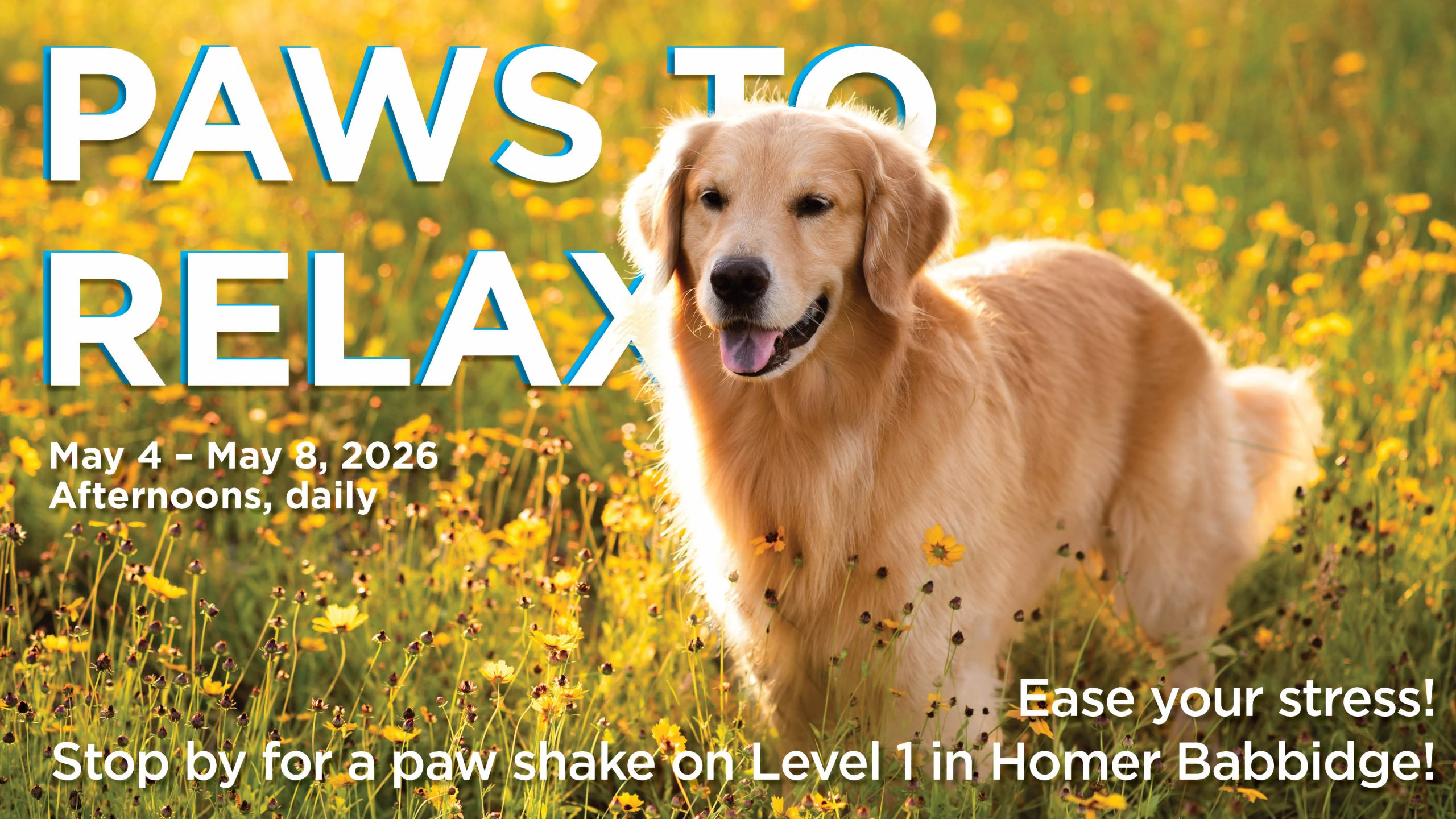 Paws to Relax, afternoons from May 4 - May 8th. Ease your stress! Stop by for a paw shake on Level 1 of Homer Babbidge Library.
