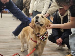 Tucker the Golden Retriever getting scratches